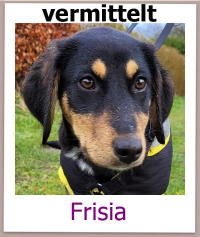 Frisia Tierschutz Zypern Hund vermittelt 2