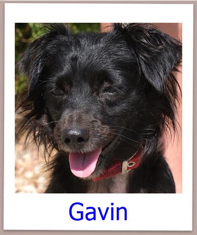 Gavin Tierschutz Zypern Hund prof