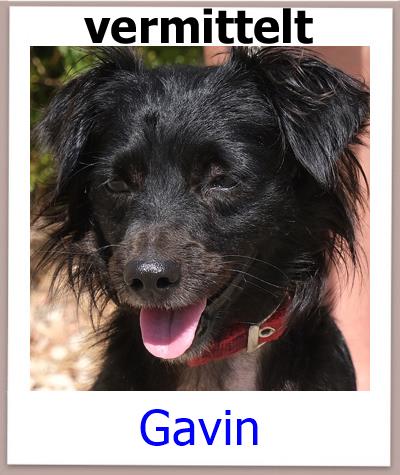 Gavin Tierschutz Zypern Hund prof