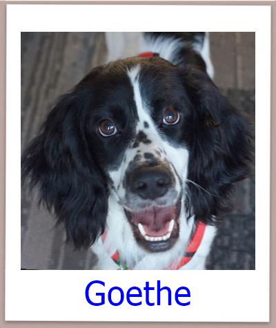 Goethe Tierschutz Zypern Hund prof 1