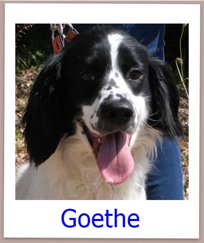 Goethe Tierschutz Zypern Hund prof