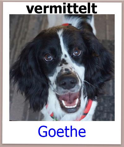 Goethe Tierschutz Zypern Hund vermittelt 1