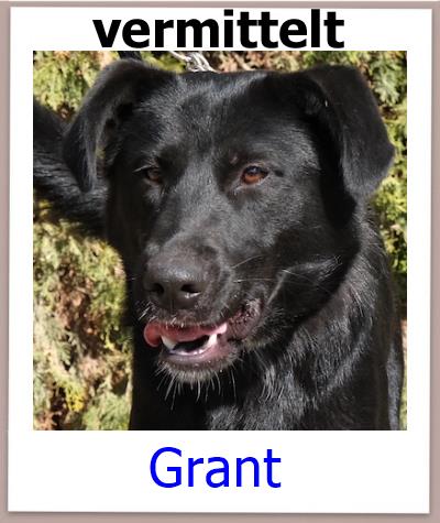 Grant Tierschutz Zypern Hund vermittelt