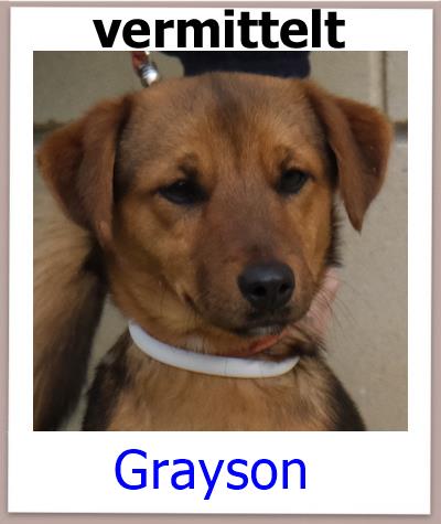 Grayson Tierschutz Zypern Hund vermittelt