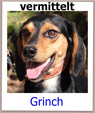 Grinch Tierschutz Zypern Hund vermittelt