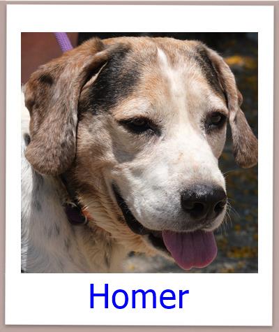 Homer Tierschutz Zypern Hund prof