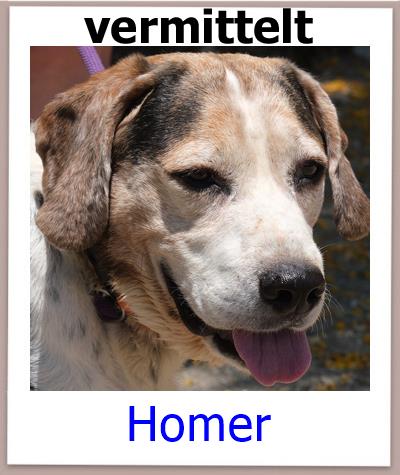 Homer Tierschutz Zypern Hund vermittelt