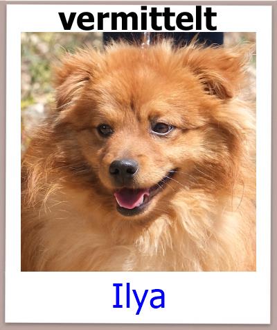 Ilya Tierschutz Zypern Hund vermittelt