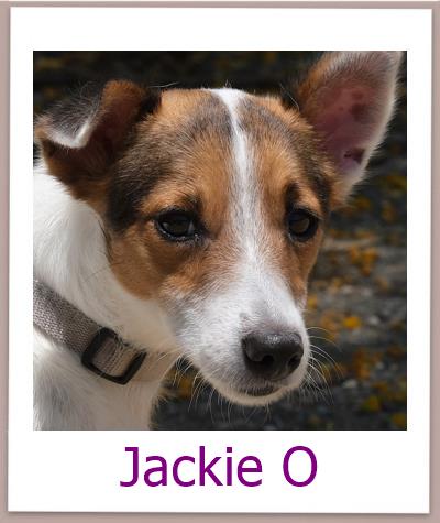 Jackie O Tierschutz Zypern Hund prof