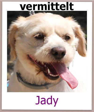 Jady Tierschutz Zypern Hund vermittelt 1