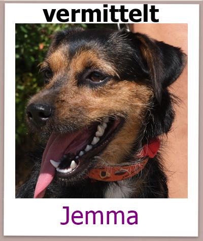 Jemma Tierschutz Zypern Hund vermittelt
