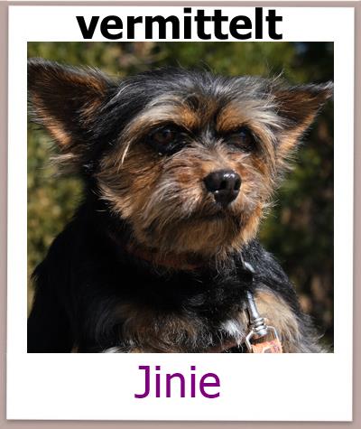 Jinie Tierschutz Zypern Hund vermittelt