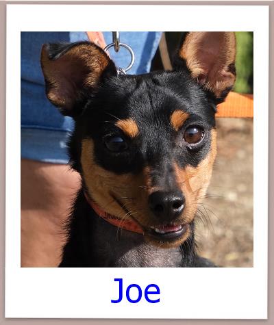 Joe Tierschutz Zypern Hund prof
