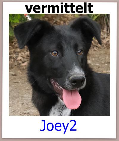 Joey2 Tierschutz Zypern Hund vermittelt