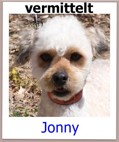 Jonny Tierschutz Zypern Hund vermittelt