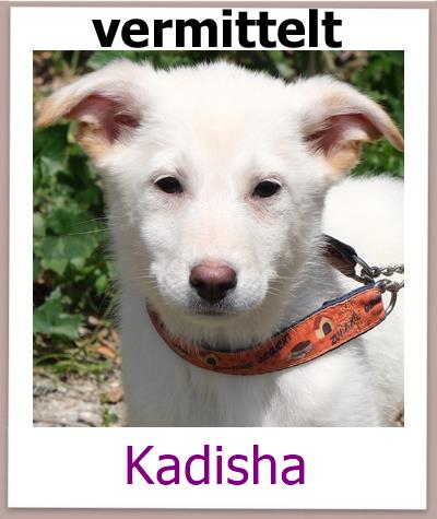 Kadisha Tierschutz Zypern Hund vermittelt 1