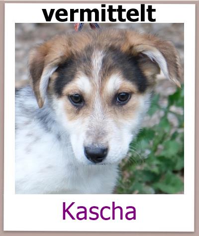 Kascha Tierschutz Zypern Hund vermittelt 1