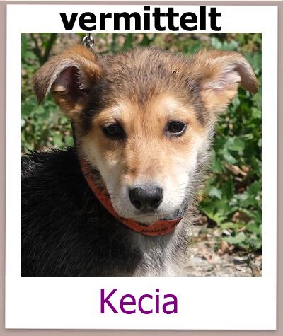 Kecia Tierschutz Zypern Hund vermittelt 1