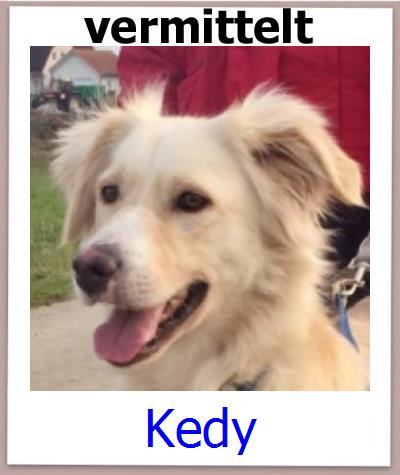 Kedy Tierschutz Zypern Hund prof