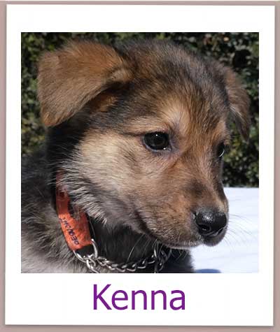 Kenna Tierschutz Zypern Hund prof