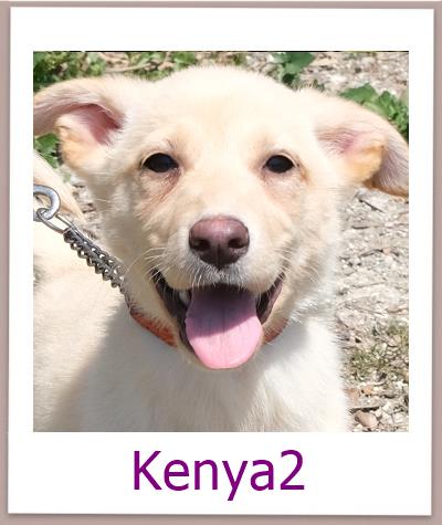 Kenya2 Tierschutz Zypern Hund prof 2