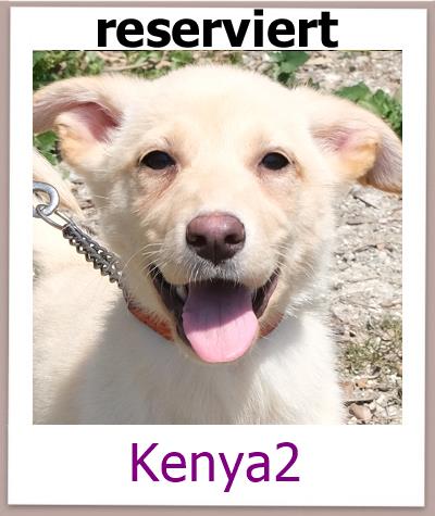 Kenya2 Tierschutz Zypern Hund res 2