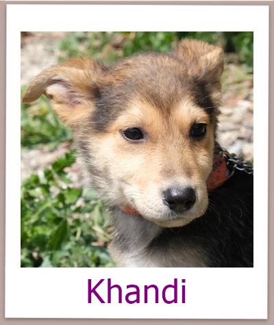 Khandi Tierschutz Zypern Hund prof 1