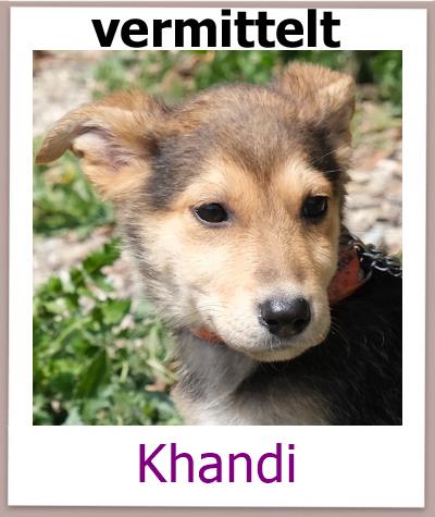 Khandi Tierschutz Zypern Hund vermittelt 1