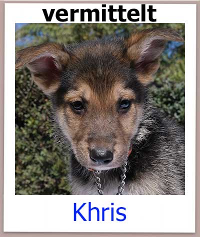 Khris Tierschutz Zypern Hund vermittelt