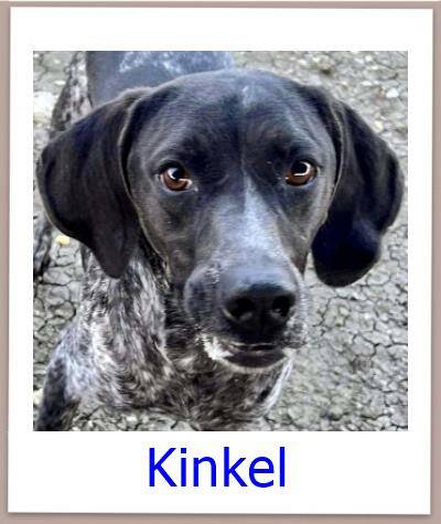 Kinkel Tierschutz Zypern Hund prof