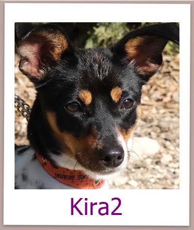 Kira2 Tierschutz Zypern Hund prof