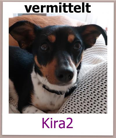 Kira2 Tierschutz Zypern Hund vermittelt 1