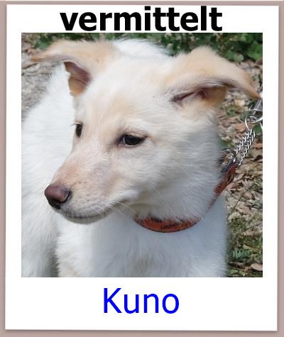 Kuno Tierschutz Zypern Hund vermittelt 1