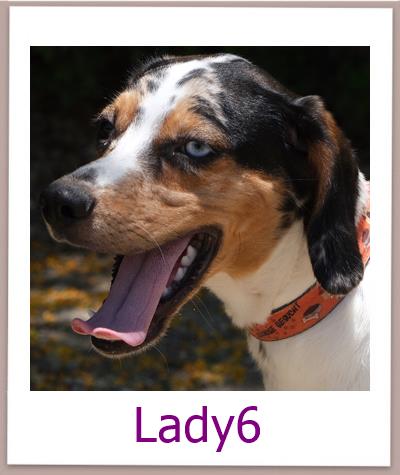 Lady6 Tierschutz Zypern Hund prof