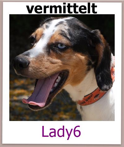 Lady6 Tierschutz Zypern Hund vermittelt