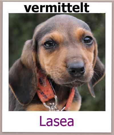 Lasea Tierschutz Zypern Hund vermittelt