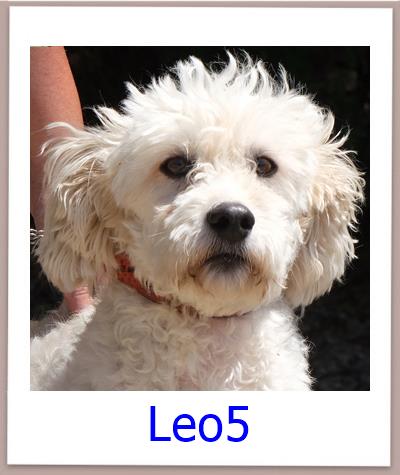 Leo5 Tierschutz Zypern Hund prof