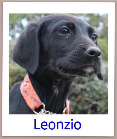 Leonzio Tierschutz Zypern Hund prof