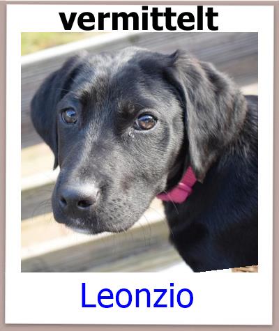 Leonzio Tierschutz Zypern Hund vermittelt 1