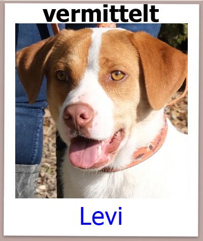 Levi Tierschutz Zypern Hund vermittelt