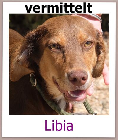 Libia Tierschutz Zypern Hund vermittelt