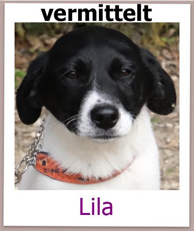Lila Tierschutz Zypern Hund vermittelt