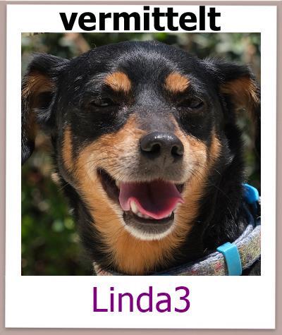 Linda3Tierschutz Zypern Hund vermittelt