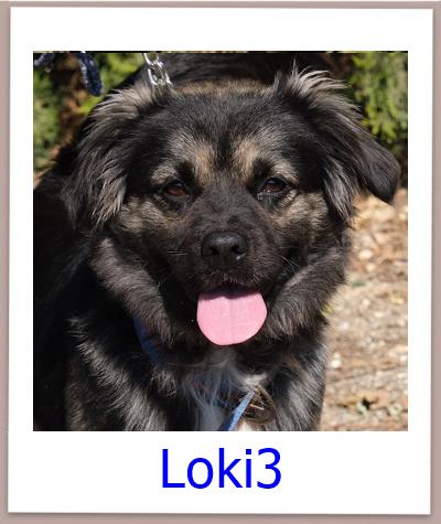 Loki3 Tierschutz Zypern Hund prof