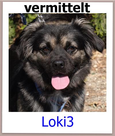 Loki3 Tierschutz Zypern Hund res