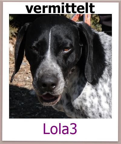 Lola3 Tierschutz Zypern Hund vermittelt