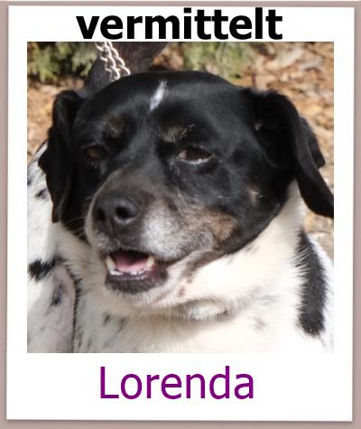 Lorenda Tierschutz Zypern Hund vermittelt