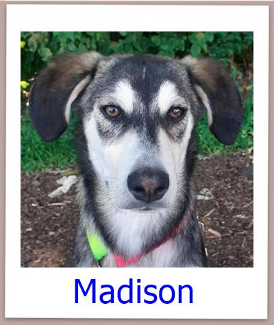 Madison Tierschutz Zypern Hund prof 1