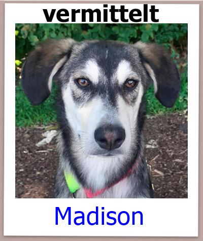 Madison Tierschutz Zypern Hund vermittelt 1