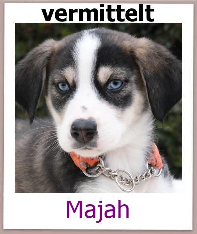 Majah Tierschutz Zypern Hund vermittelt